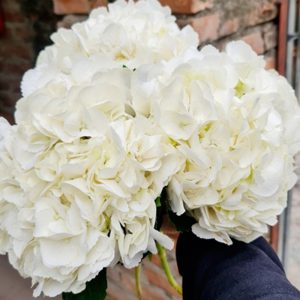 Hoa Cẩm Tú Cầu Hydrangea Ice Age Trắng