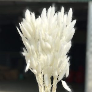 Hoa Cỏ Đuôi Thỏ Khô – Trắng A