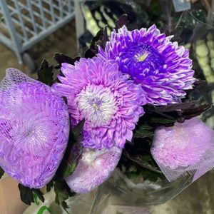 Hoa Cúc Mẫu Đơn – Tím Nhạt A