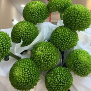 Hoa Cúc Ping Pong Xanh