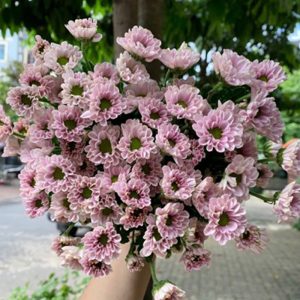 Hoa Cúc Rosy Hồng