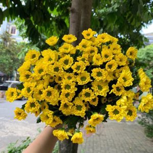 Hoa Cúc Rosy Vàng