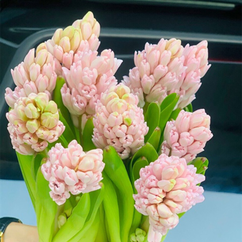 Hoa Dạ Lan Hương – Hồng Nhạt
