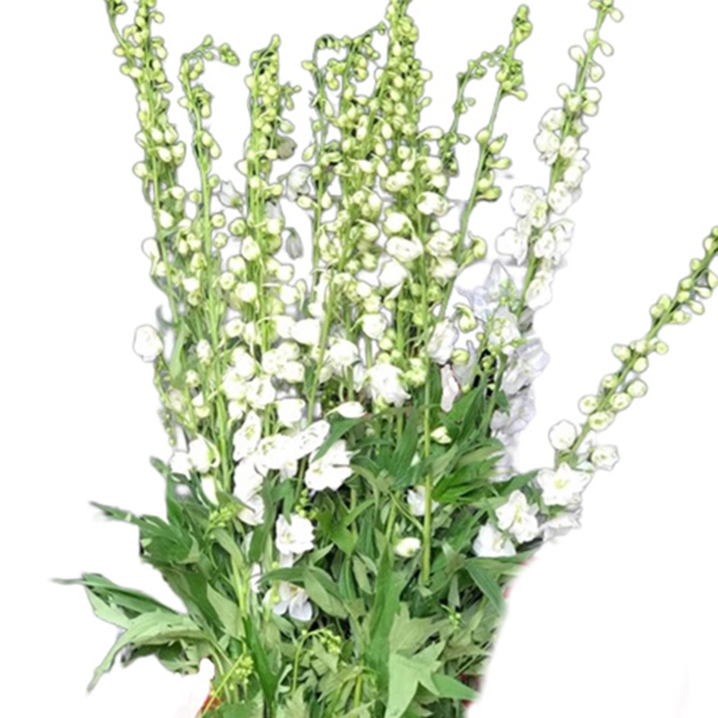 Hoa Delphin Trắng A