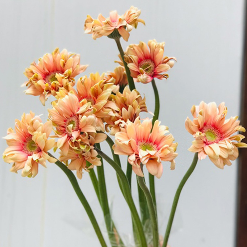 Hoa Đồng Tiền Cánh Xoăn – Cam