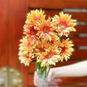 Hoa Đồng Tiền Cánh Xoăn – Kem A