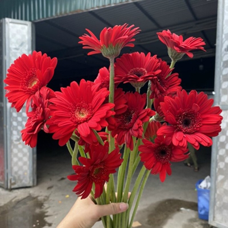 Hoa Đồng Tiền Nhí – Đỏ