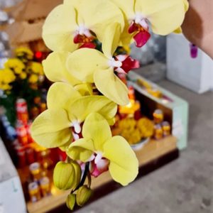 Hoa Hồ Điệp Màu – Vàng