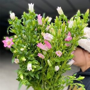 Hoa Chuông – Hồng A