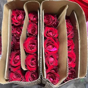 Hoa Hồng Côn Minh – Đỏ Truyền Kỳ A