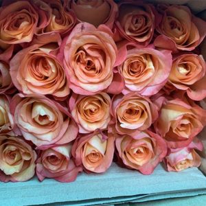 Hoa Hồng Đà Lạt Cam Viền