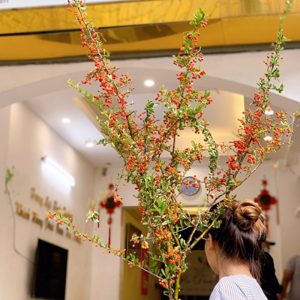 Hoa Hồng Gai – Cam A
