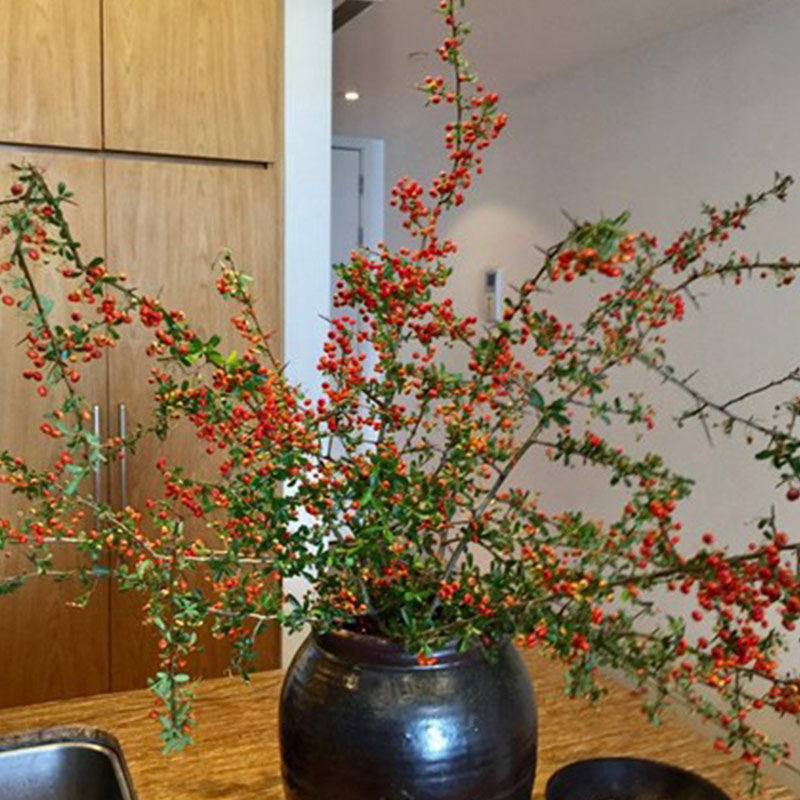 Hoa Hồng Gai – Đỏ A