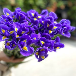 Hoa Iris- Diên Vỹ Tím 296