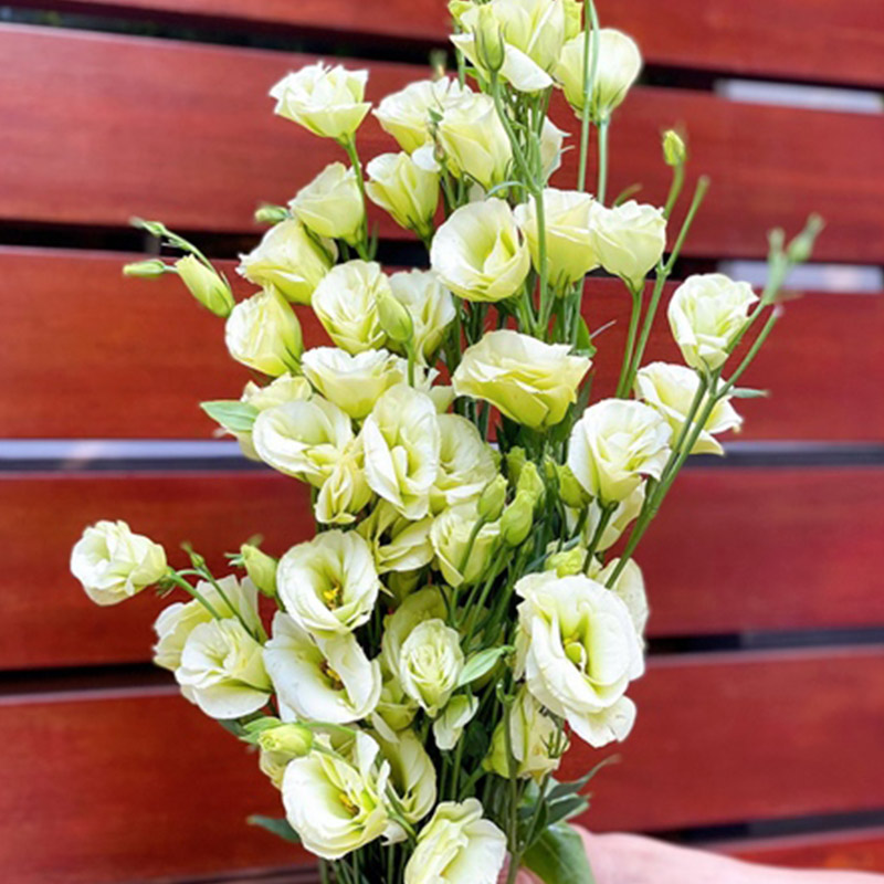 Hoa Lan Tường – Xanh Bơ Tàu A