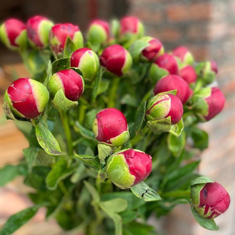 Mẫu Đơn Đỏ