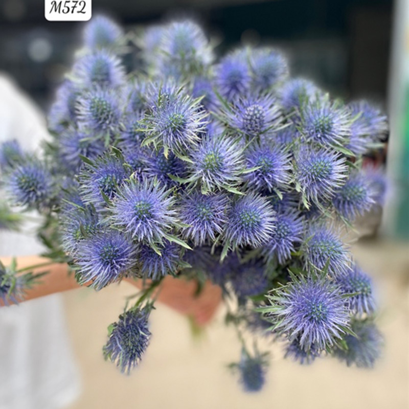 Nhím To – Eryngium Supernova