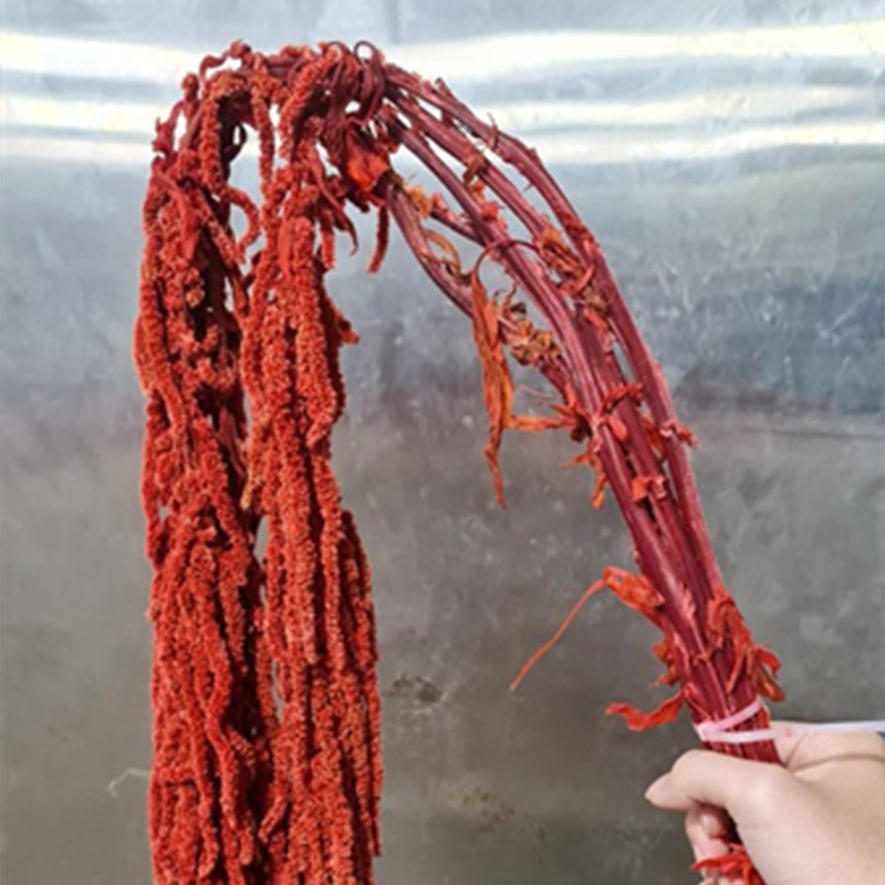 Rền rủ – Đỏ khô