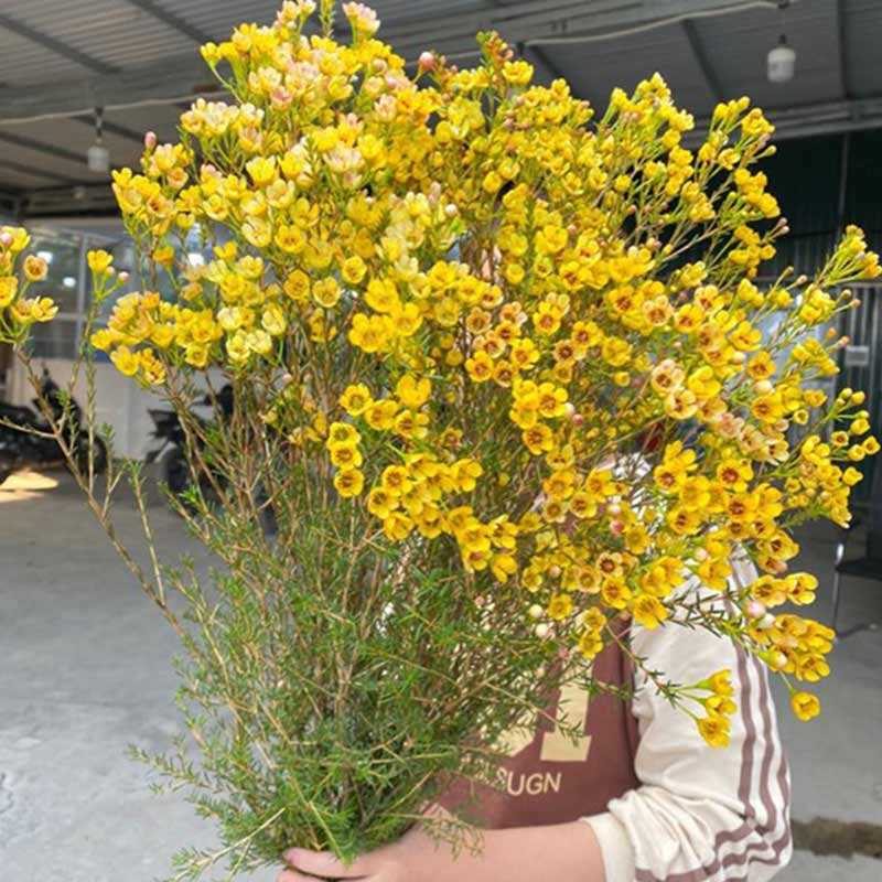Thanh Liễu – Vàng A