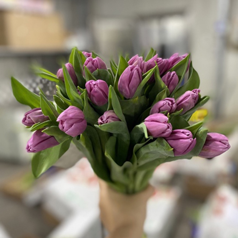 Tulip Double Double Princess