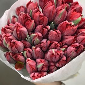 Tulip Double Red Princess Kép Đỏ 344